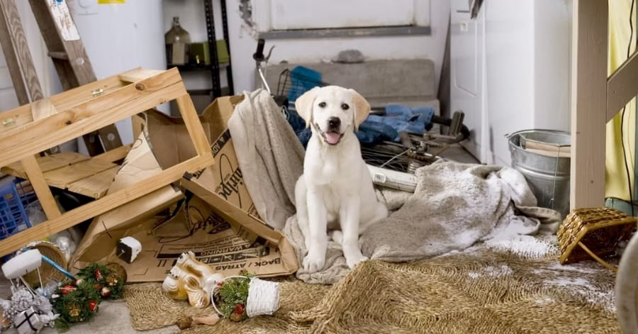 Marley e Eu: O cachorro sobrevive? (Final Explicado) 2 A Jornada de Marley e os Grogan