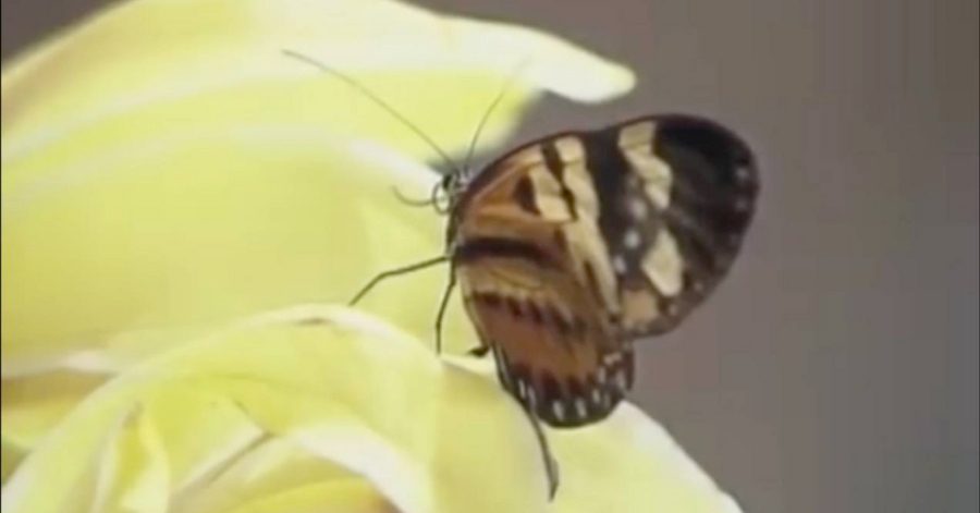 A Viagem: O que acontece na novela desta sexta (19 de Setembro)? Veja o resumo 2 A Viagem