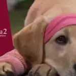Critica de Marley Eu 2 O Filhote Encrenqueiro