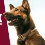 max_o-cao_heroi